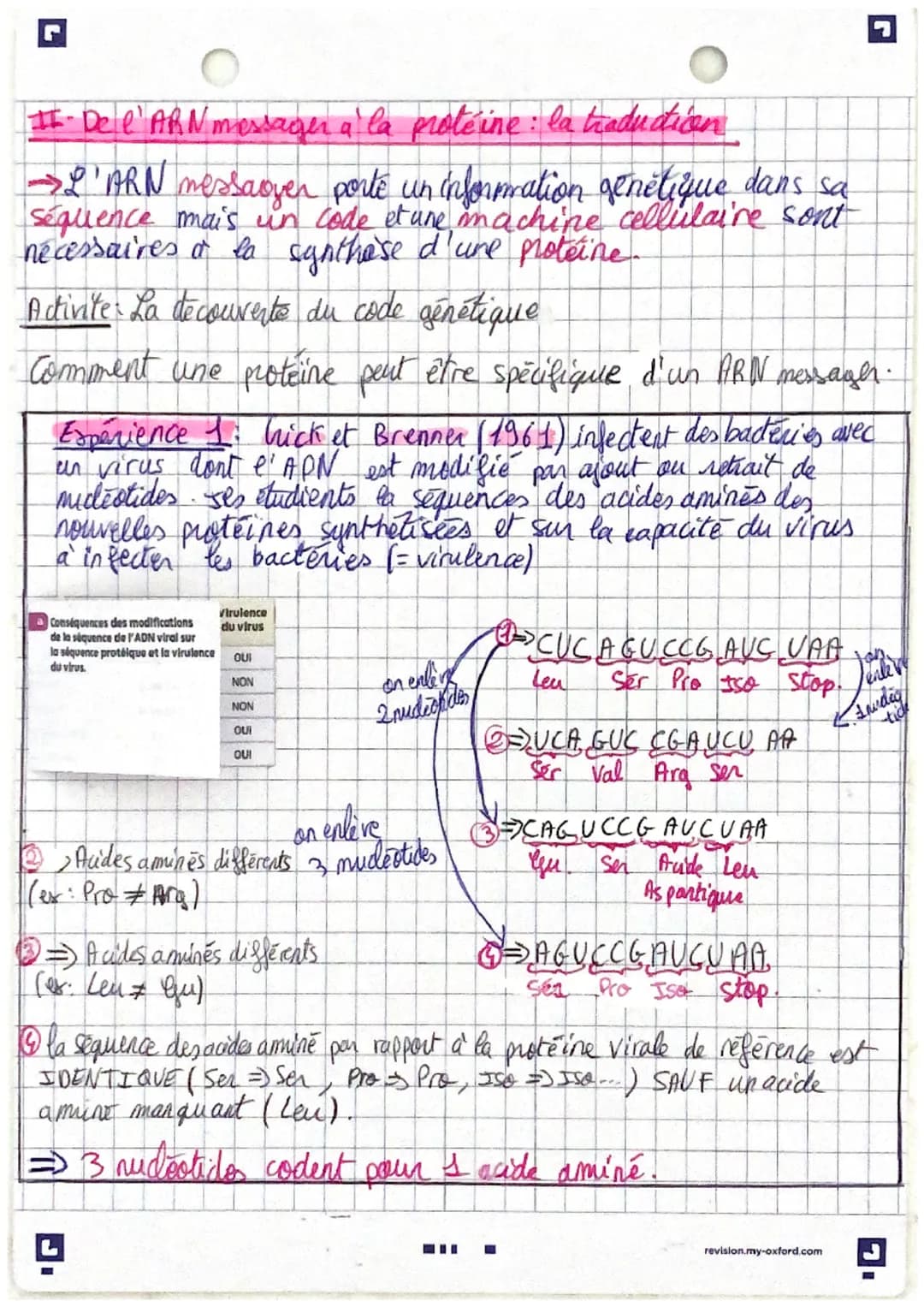 II- De l'ARN messager à la protéine: la traduction
→L'ARN messagger porté un information genétique dans sa
séquence mais un code et une mach