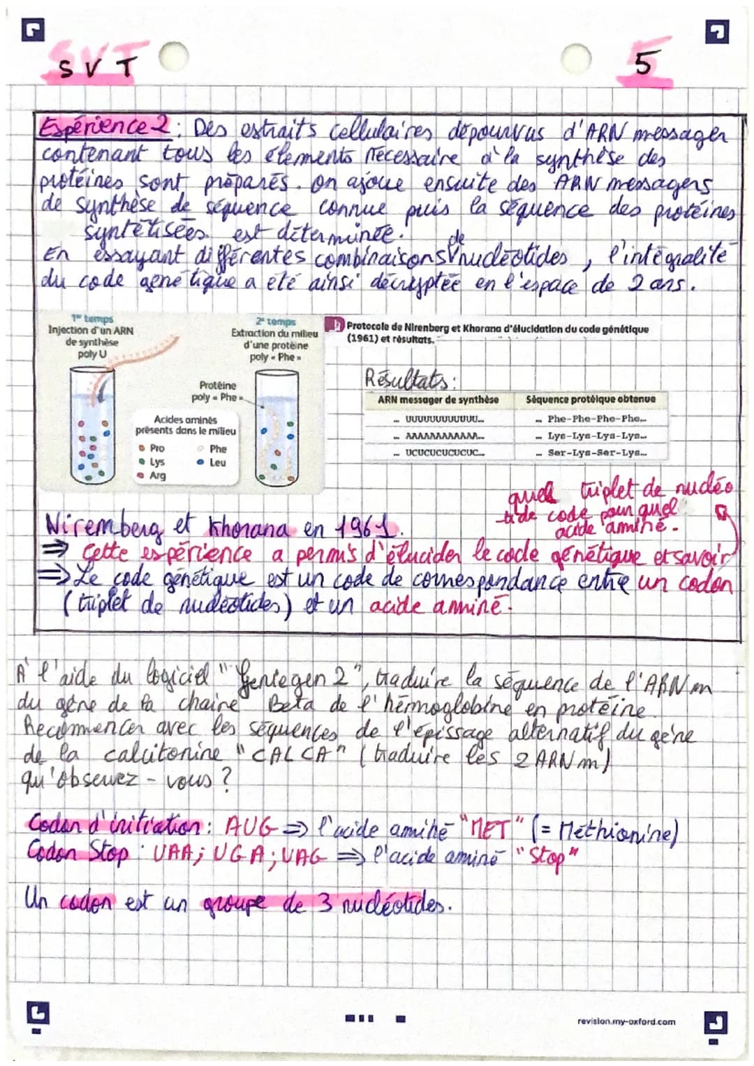 II- De l'ARN messager à la protéine: la traduction
→L'ARN messagger porté un information genétique dans sa
séquence mais un code et une mach