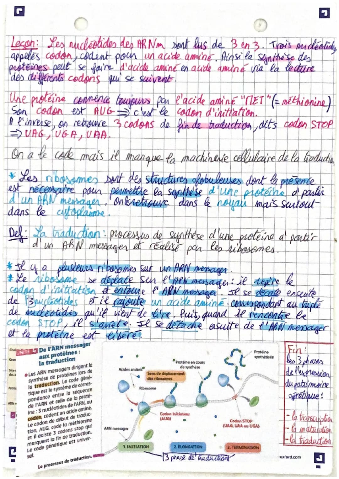 II- De l'ARN messager à la protéine: la traduction
→L'ARN messagger porté un information genétique dans sa
séquence mais un code et une mach