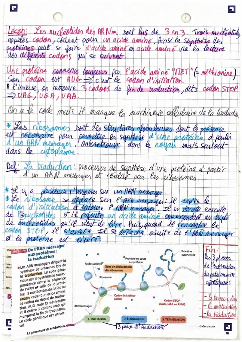 II- De l'ARN messager à la protéine: la traduction
→L'ARN messagger porté un information genétique dans sa
séquence mais un code et une mach