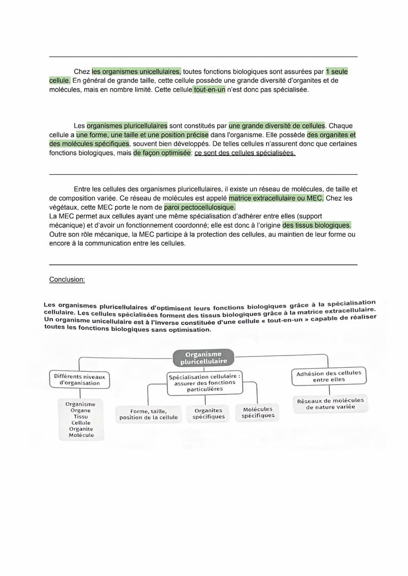 SVT
CHAPITRE 1: L'organisme pluricellulaire, un ensemble de cellules
spécialisées.
Définitions:
organisme: ensemble des organes qui constitu