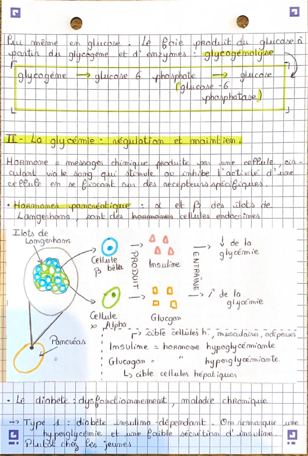team spé

Le contrôle des flux de glucose source d'énergie.
essentielle des cellules musculaires.

Les muscles et tous les orgames consommen
