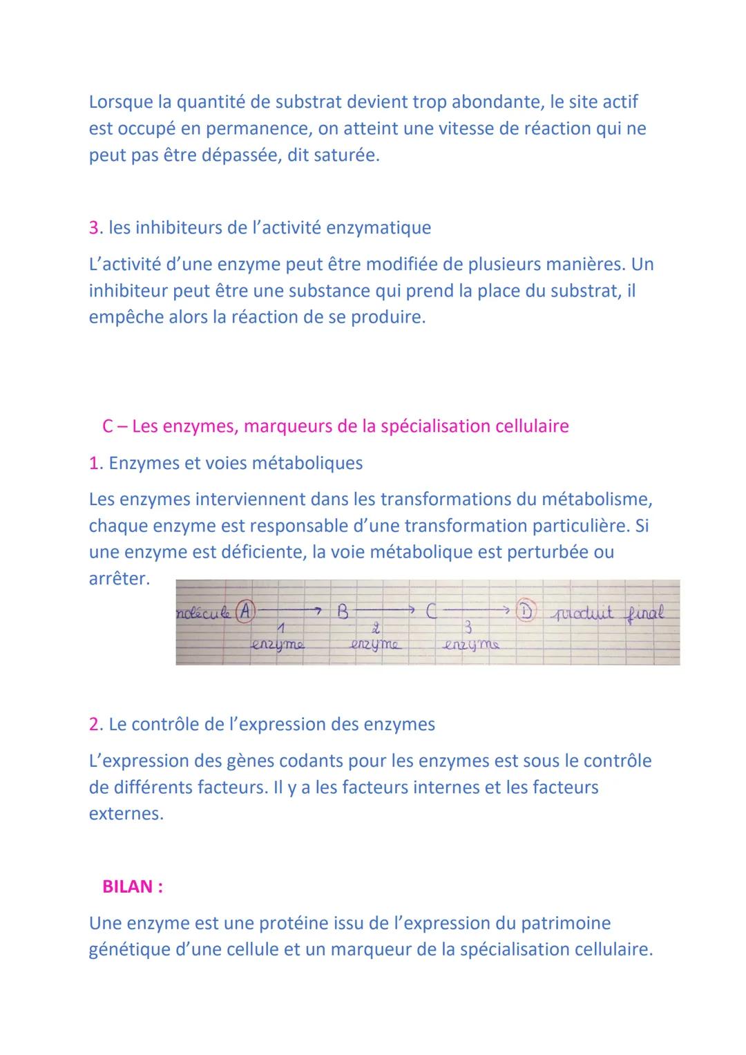 Les enzymes, des biomolécules aux propriétés catalytiques
INTRODUCTION :
Les protéines sont des suites d'acides aminés. Les protéines ont pl