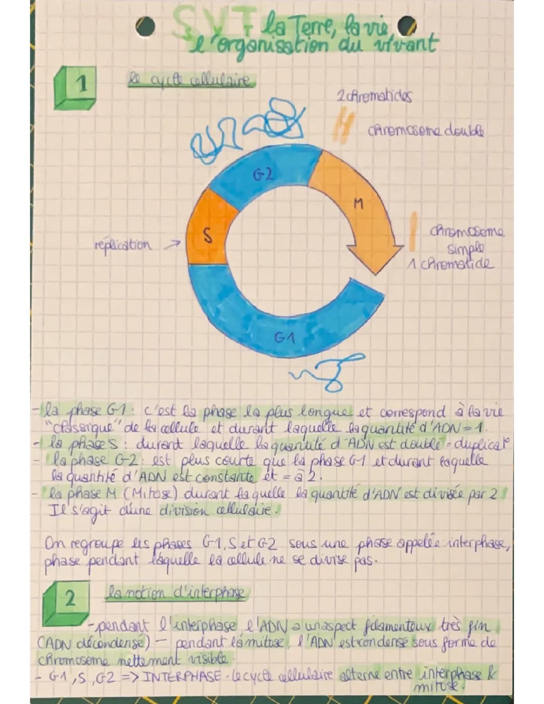Les divisions cellulaires des eucaryotes 