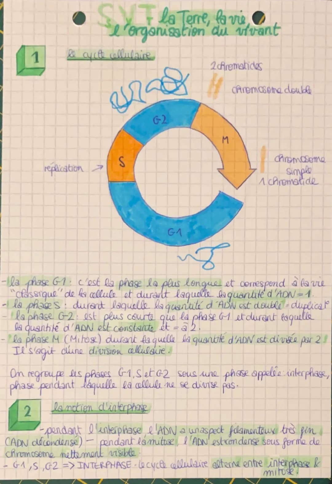 SVF la Terre, la vie
l'organisation du vivant
1
le cycle cellulaire
4728
G-2
2crematides
M
Chromosome double
replication>
S
G1
chromosome
Si
