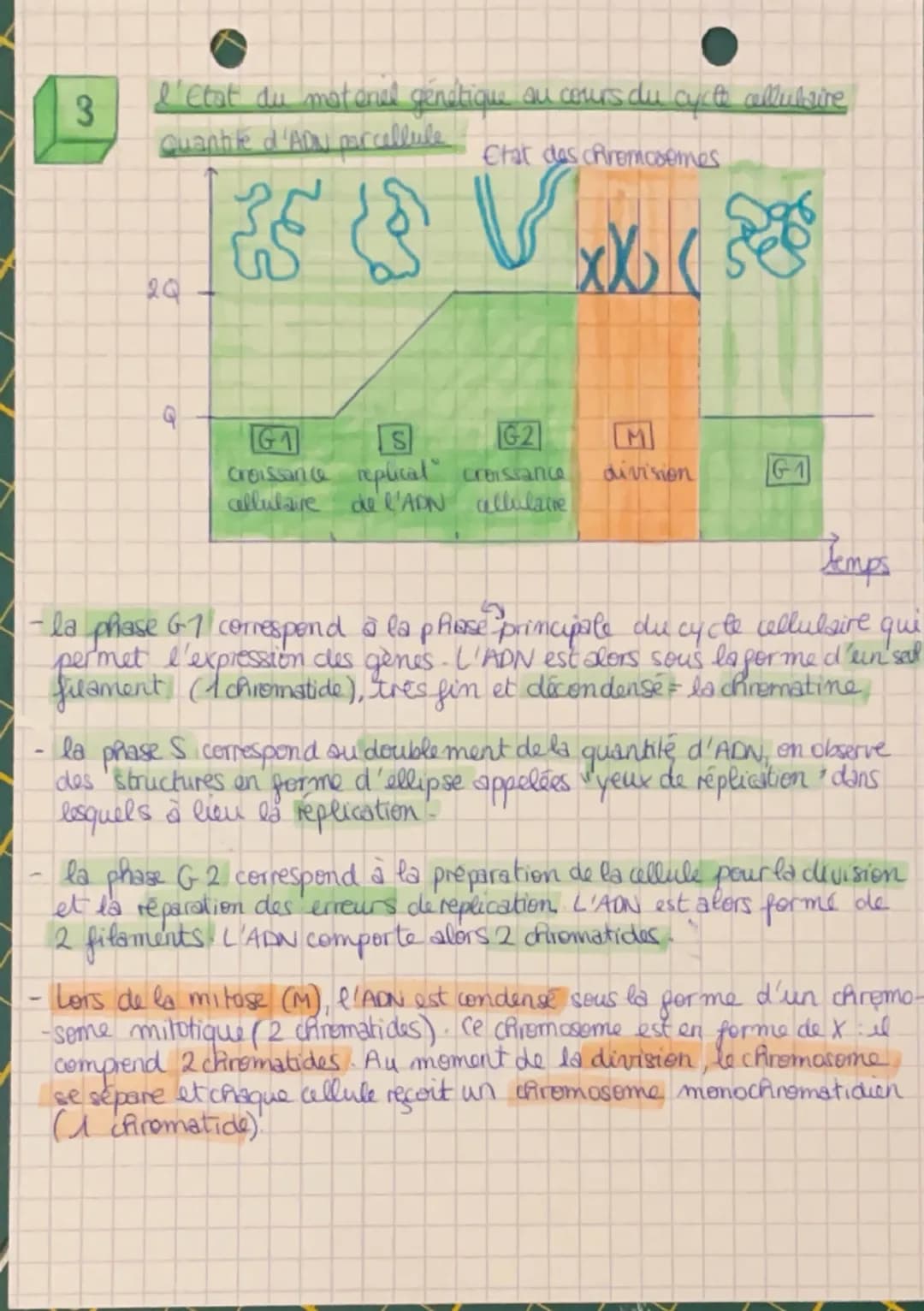 SVF la Terre, la vie
l'organisation du vivant
1
le cycle cellulaire
4728
G-2
2crematides
M
Chromosome double
replication>
S
G1
chromosome
Si