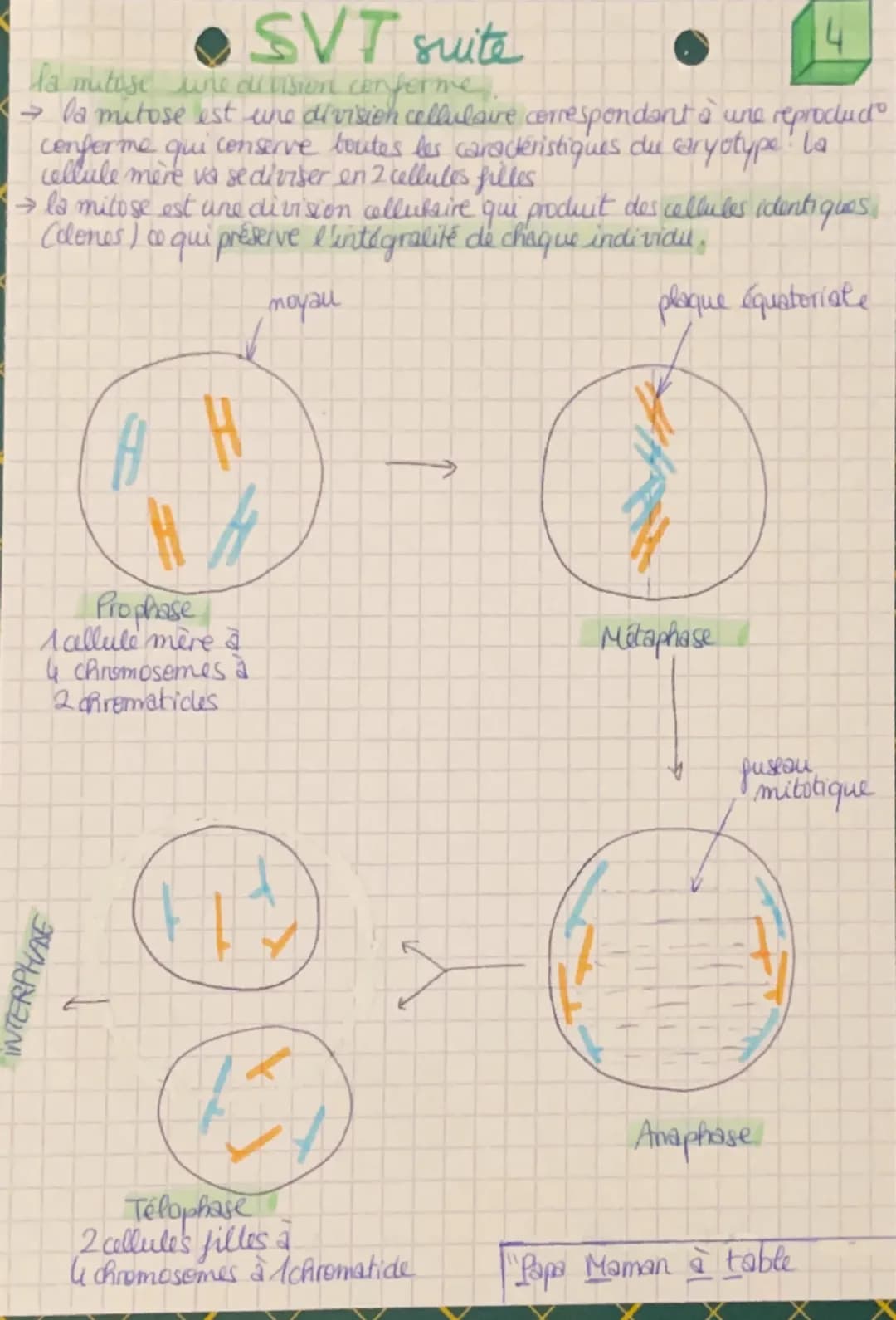 SVF la Terre, la vie
l'organisation du vivant
1
le cycle cellulaire
4728
G-2
2crematides
M
Chromosome double
replication>
S
G1
chromosome
Si