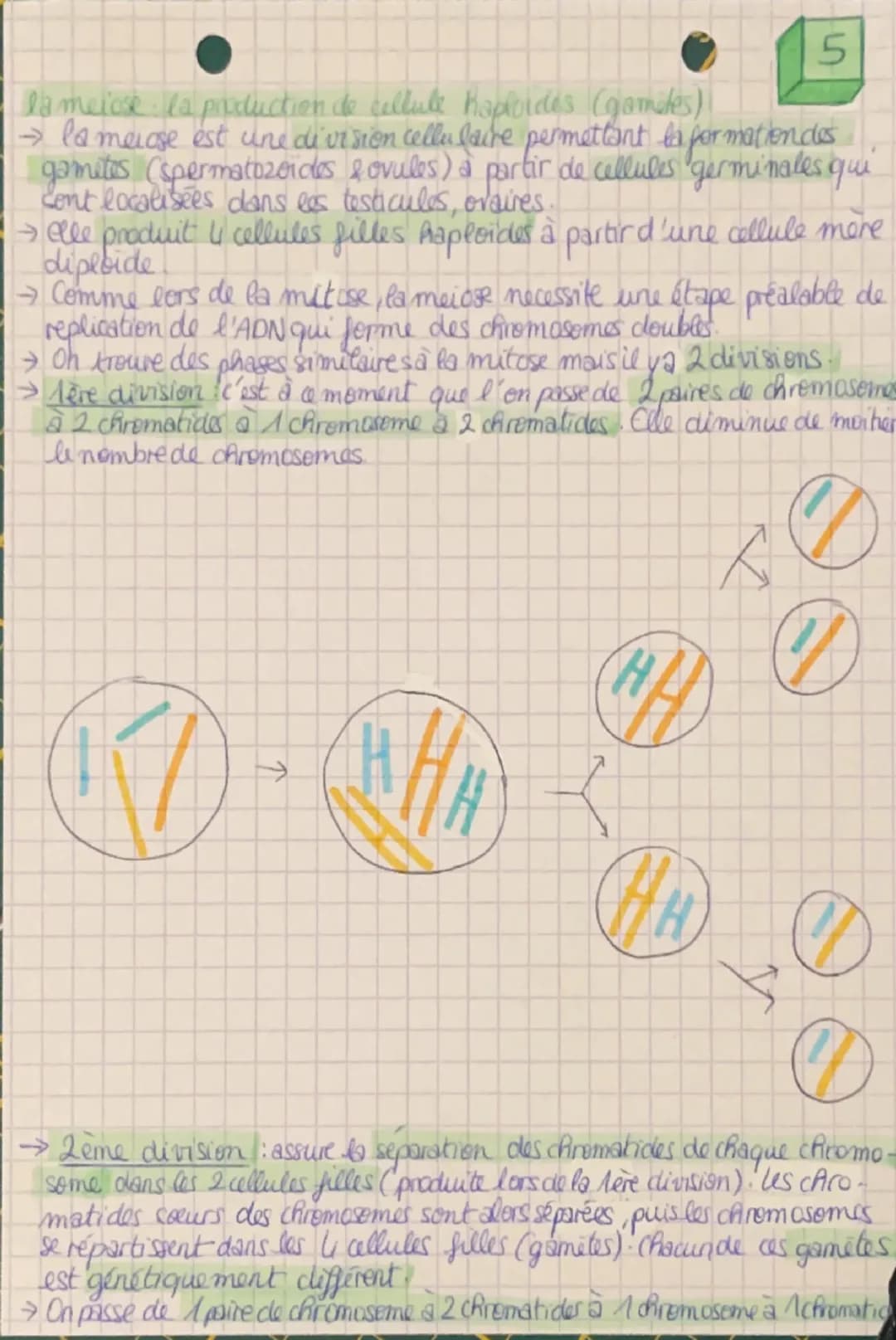 SVF la Terre, la vie
l'organisation du vivant
1
le cycle cellulaire
4728
G-2
2crematides
M
Chromosome double
replication>
S
G1
chromosome
Si