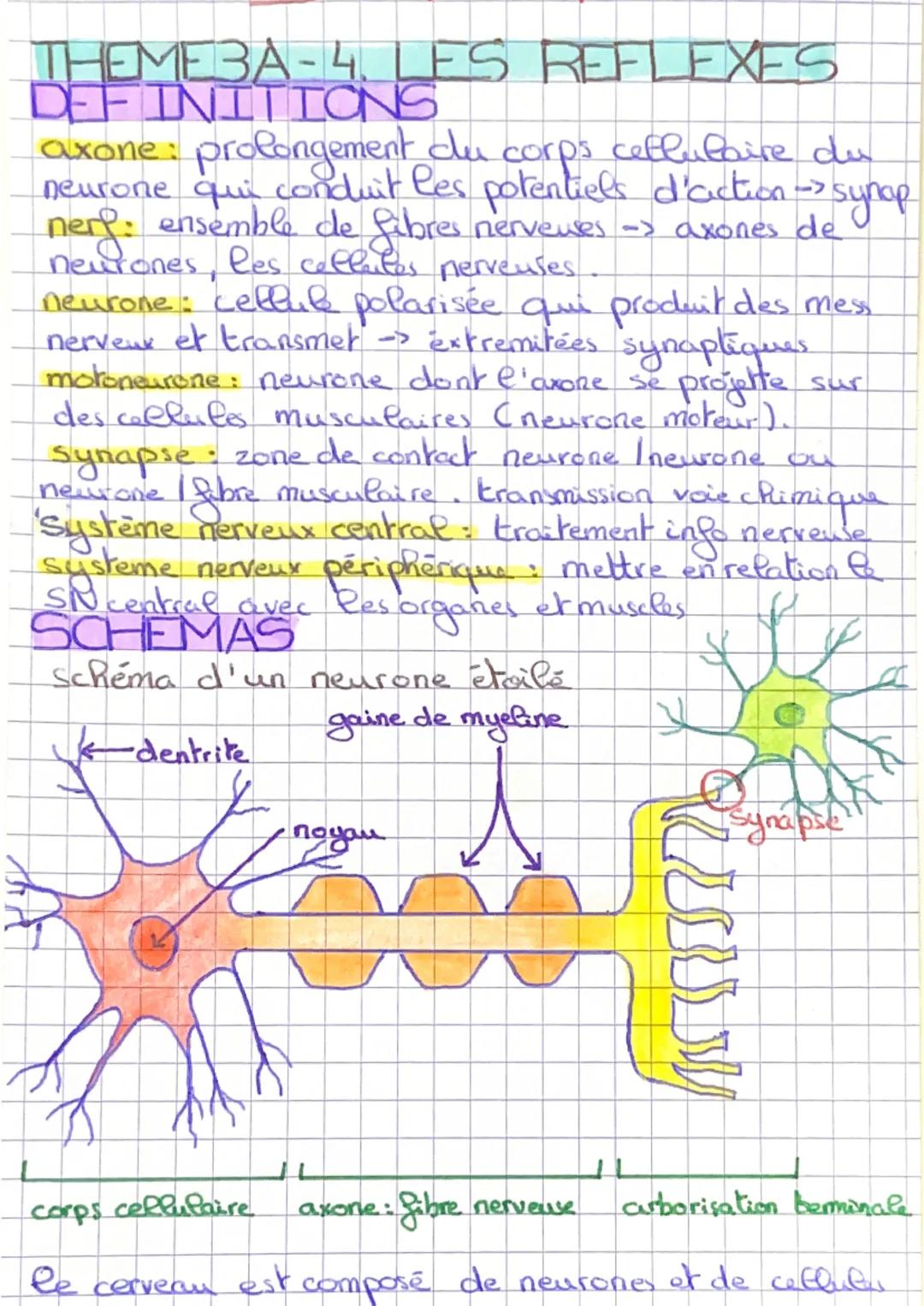 THЕMЕЗА-4, LES REFLEXES

DEFINITIONS

axone: prolongement du corps cellulaire des
neurone qui quis conduit les potentiels d'action synop
ner
