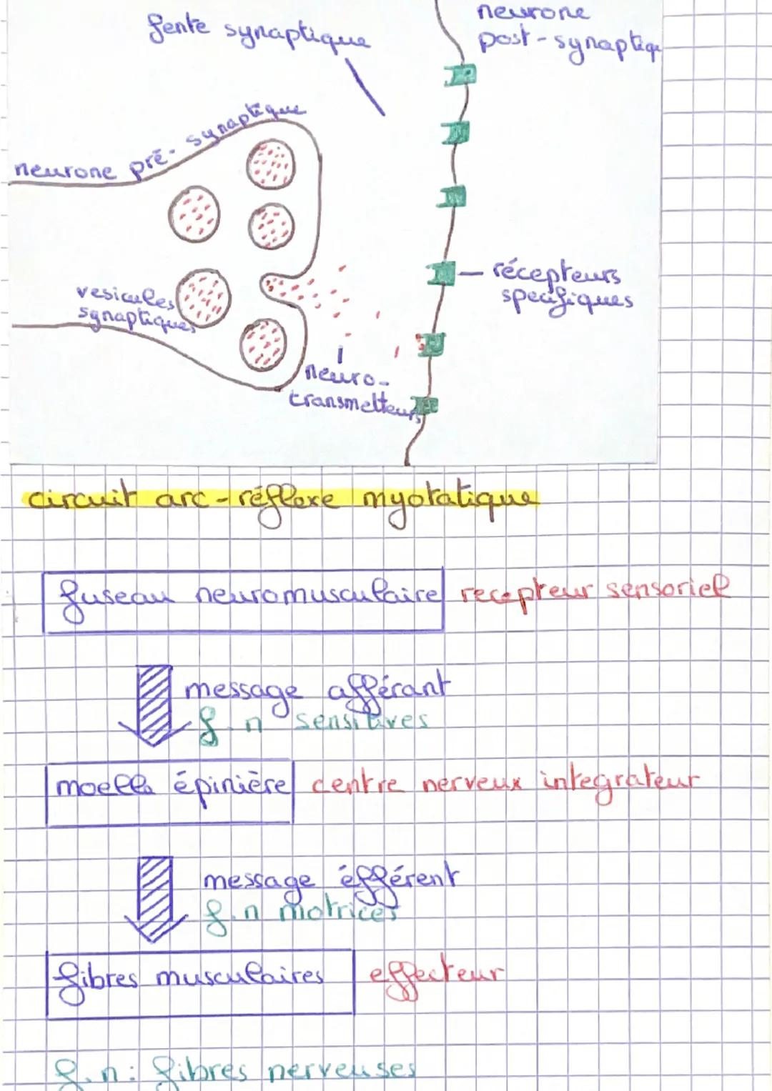 THЕMЕЗА-4, LES REFLEXES

DEFINITIONS

axone: prolongement du corps cellulaire des
neurone qui quis conduit les potentiels d'action synop
ner