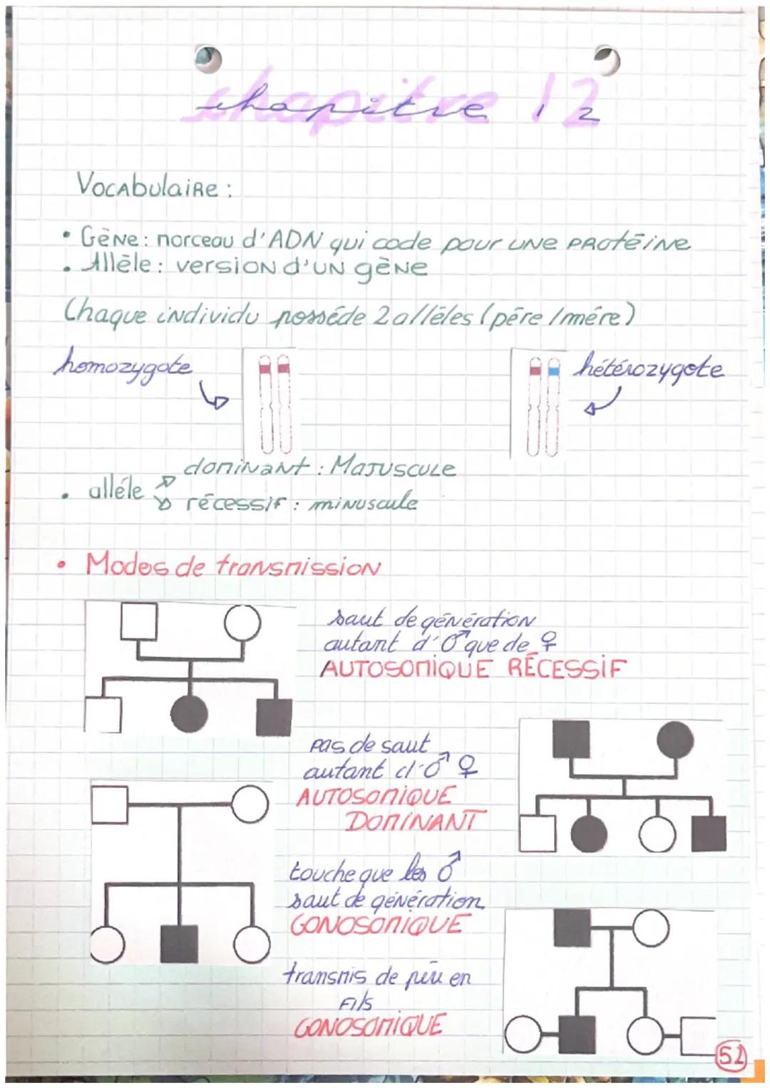 •
shopitie 12"
Vocabulaire :
Gene: norceau d'ADN qui code pour une Protéine
Allèle: versioN d'UN gène
Chaque individu posséde 2 alleles (per