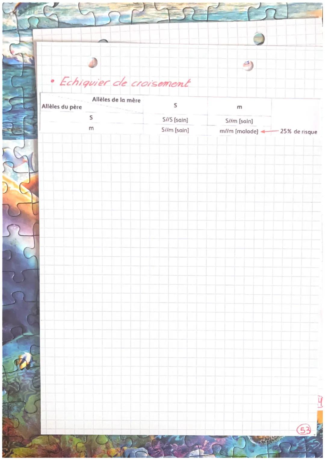 •
shopitie 12"
Vocabulaire :
Gene: norceau d'ADN qui code pour une Protéine
Allèle: versioN d'UN gène
Chaque individu posséde 2 alleles (per