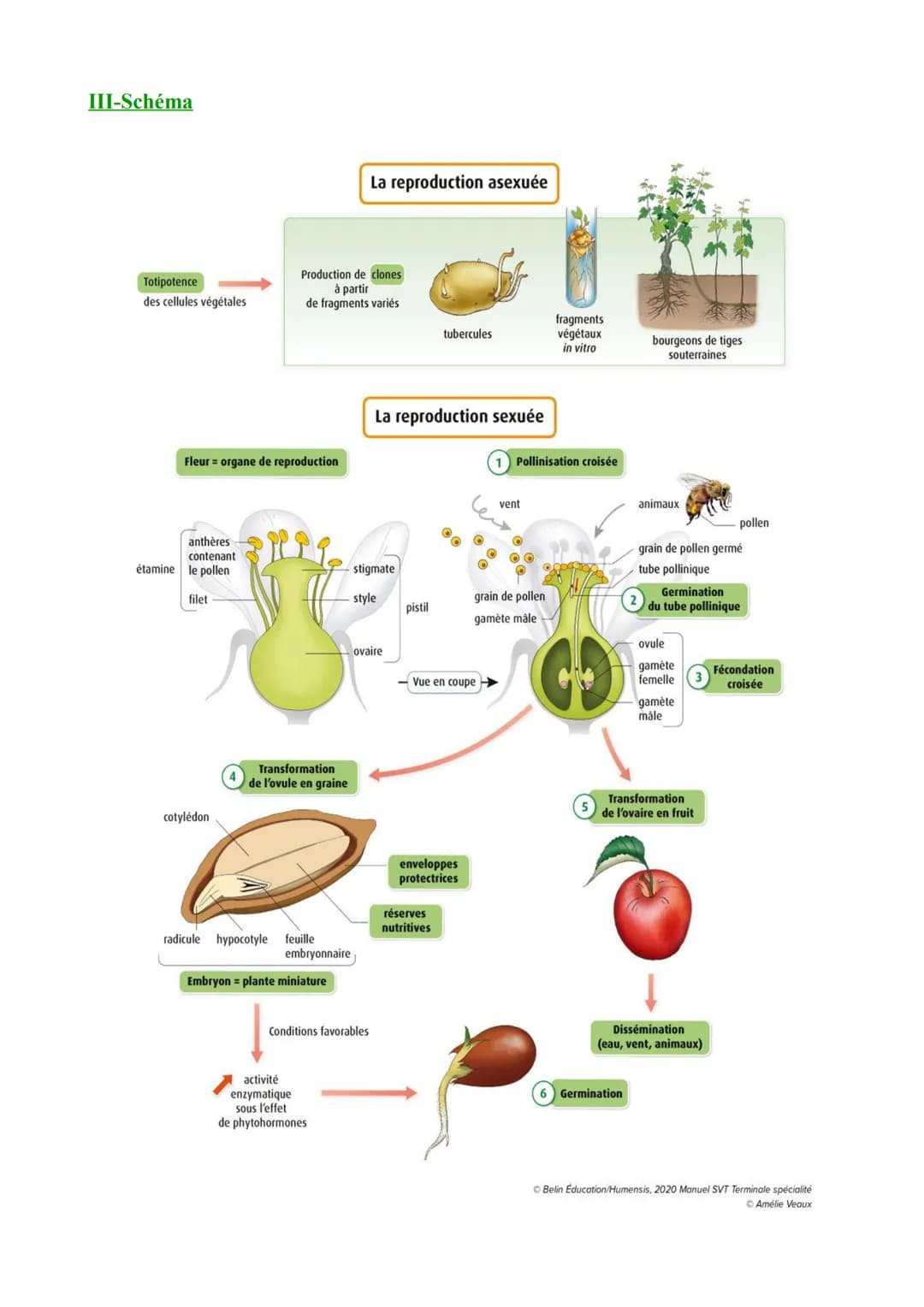 I-Vocabulaire
Chapitre 1: L'organisation fonctionnelle des plantes à fleurs
Hormone végétale :Molécule produite par les végétaux jouant un r