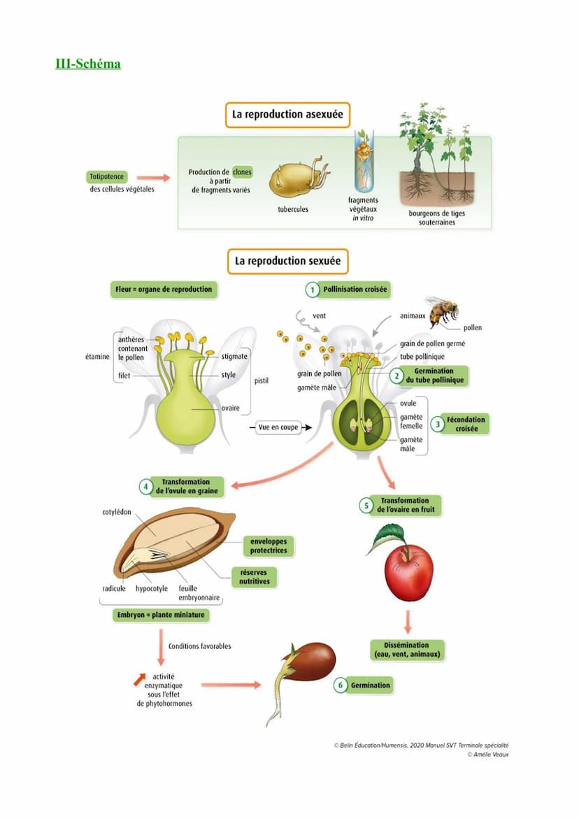 I-Vocabulaire
Chapitre 1: L'organisation fonctionnelle des plantes à fleurs
Hormone végétale :Molécule produite par les végétaux jouant un r