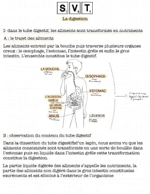 Know La digestion  thumbnail