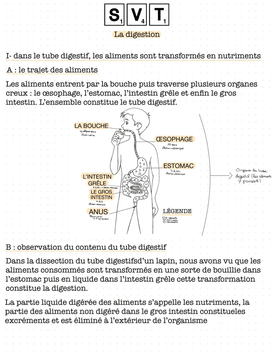 S. V. T
4
La digestion
I- dans le tube digestif, les aliments sont transformés en nutriments
A: le trajet des aliments
Les aliments entrent 