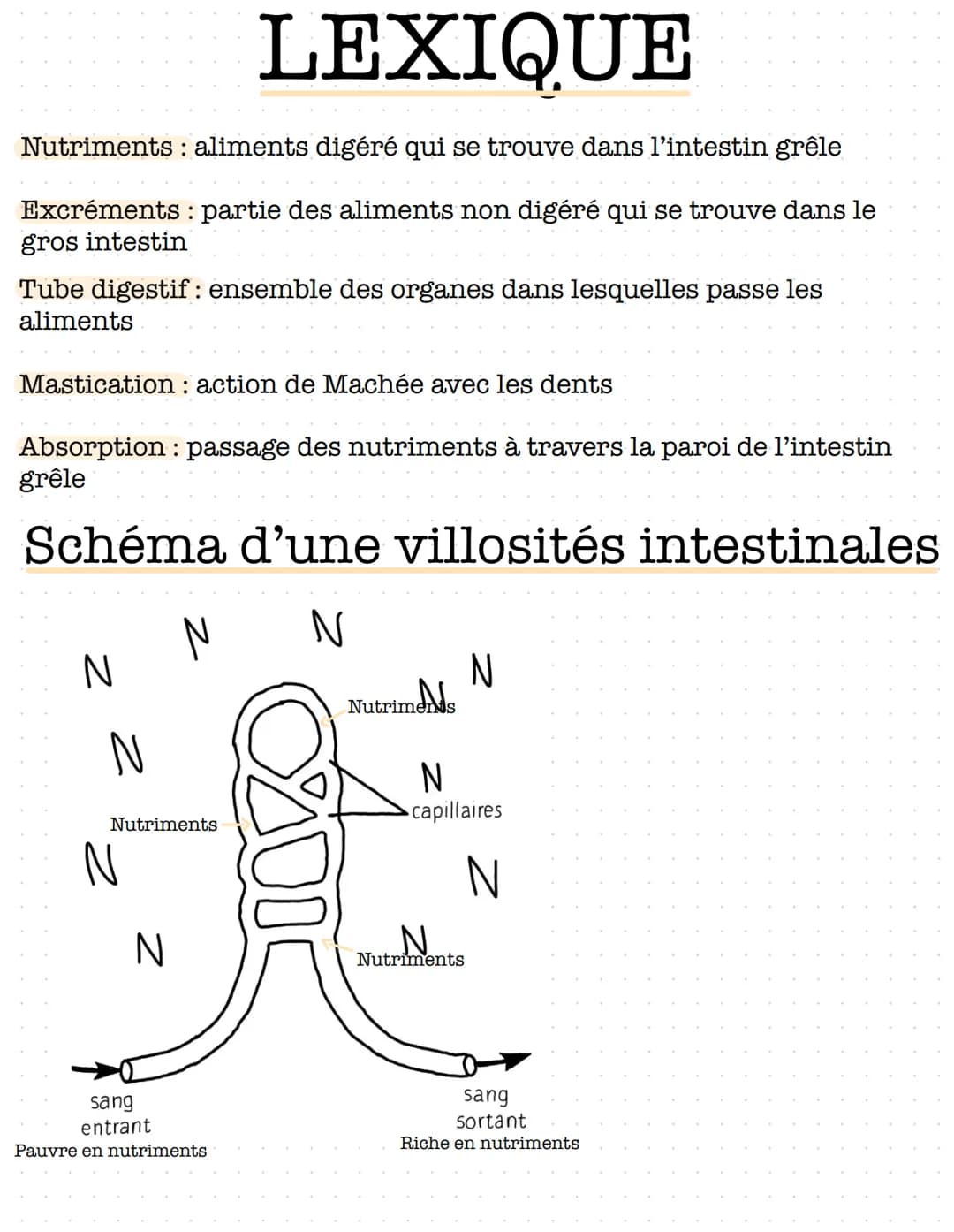 S. V. T
4
La digestion
I- dans le tube digestif, les aliments sont transformés en nutriments
A: le trajet des aliments
Les aliments entrent 