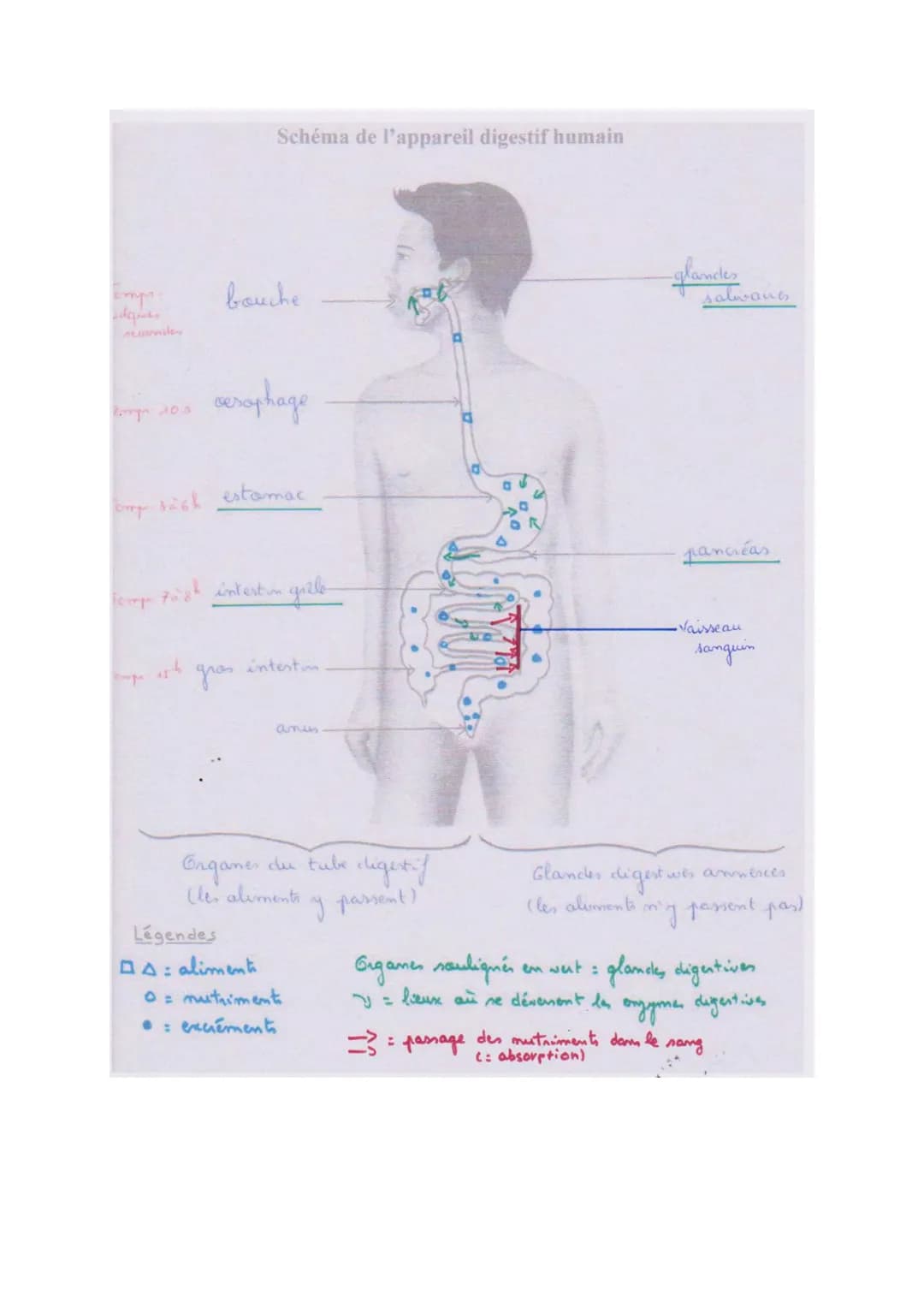 S. V. T
4
La digestion
I- dans le tube digestif, les aliments sont transformés en nutriments
A: le trajet des aliments
Les aliments entrent 