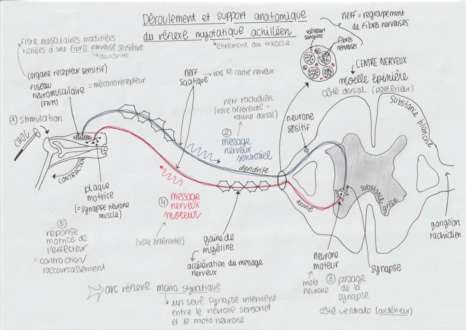 fibre musculaires modifiées
reliées à une fibre nerveuse sensitive
dendrite
(organe recepteur sensitif)
Fuseau
снос
nevromusculaire = mécano