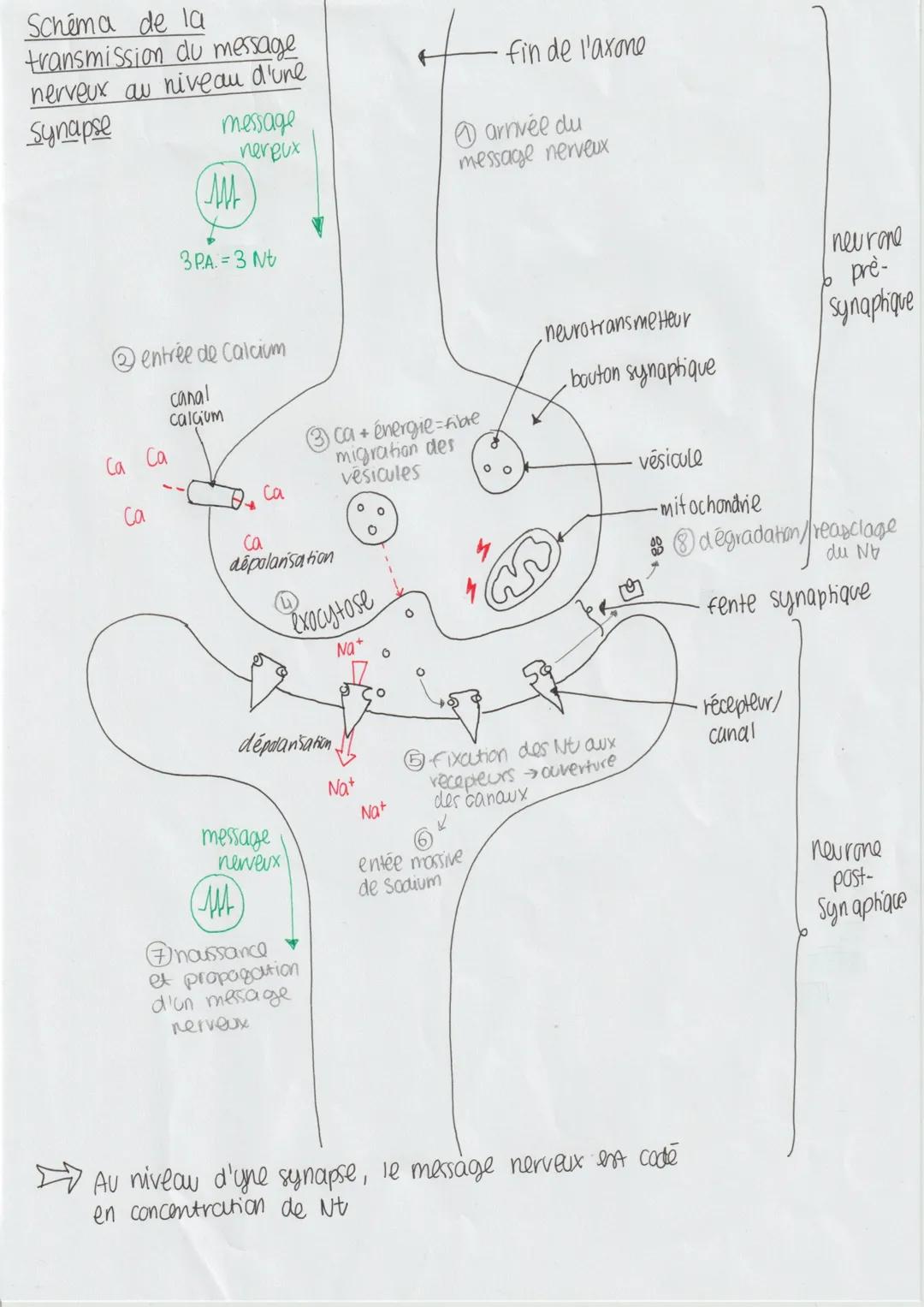 fibre musculaires modifiées
reliées à une fibre nerveuse sensitive
dendrite
(organe recepteur sensitif)
Fuseau
снос
nevromusculaire = mécano