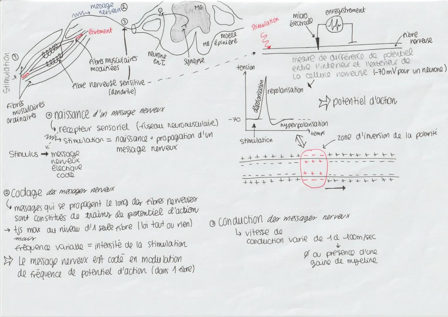 fibre musculaires modifiées
reliées à une fibre nerveuse sensitive
dendrite
(organe recepteur sensitif)
Fuseau
снос
nevromusculaire = mécano