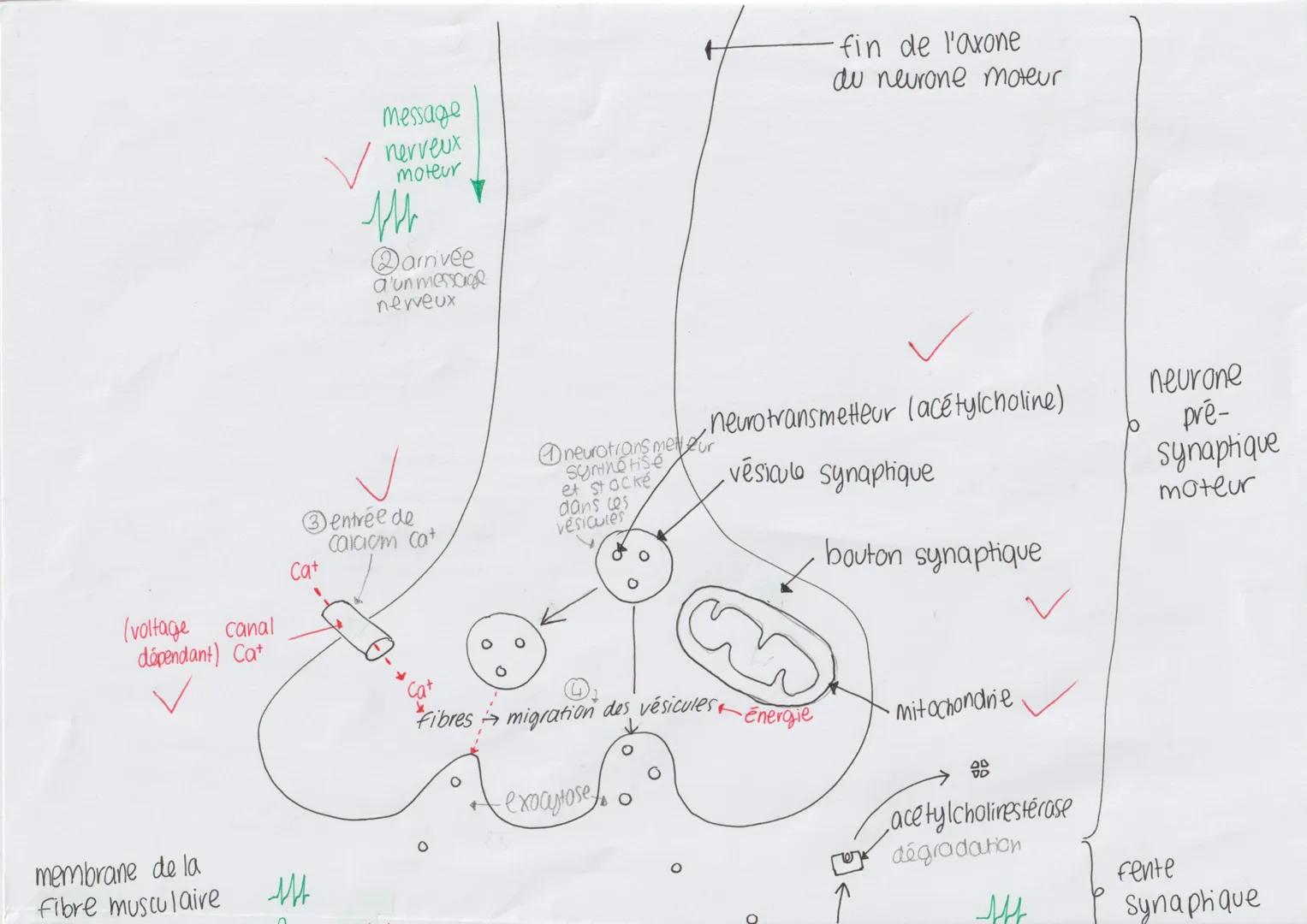fibre musculaires modifiées
reliées à une fibre nerveuse sensitive
dendrite
(organe recepteur sensitif)
Fuseau
снос
nevromusculaire = mécano