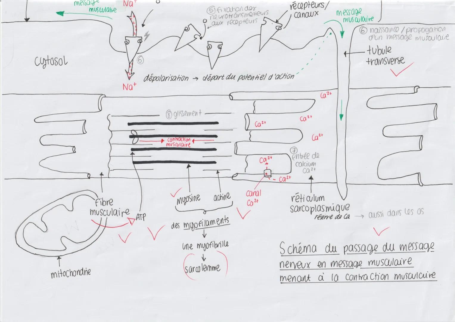 fibre musculaires modifiées
reliées à une fibre nerveuse sensitive
dendrite
(organe recepteur sensitif)
Fuseau
снос
nevromusculaire = mécano