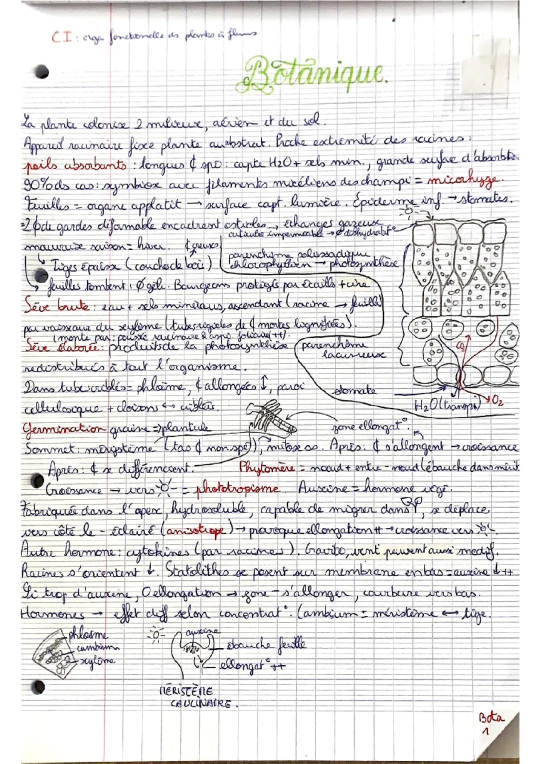 Organisation fonctionnelle des plantes a fleurs 