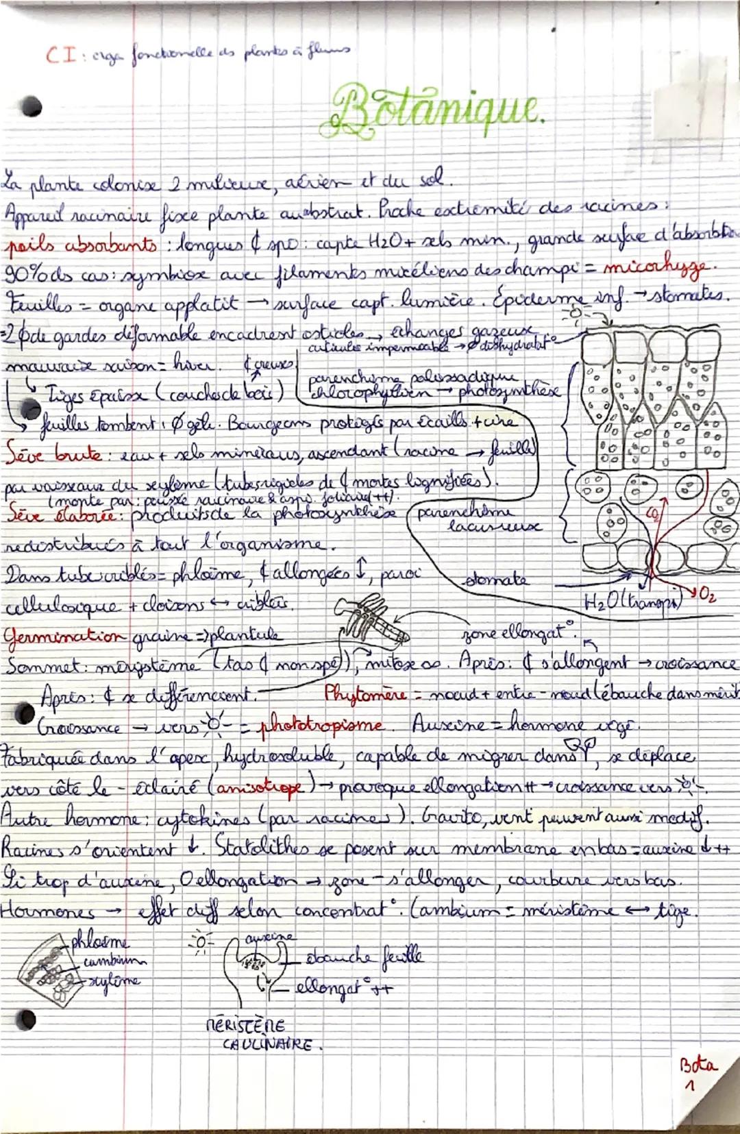 CI:
:: oiga fonctionalle
as planks a fluns.
Botanique.
La plante donix 2 milieuvre, aérien et du sol.
Appared racinaire fixe plante anabstra