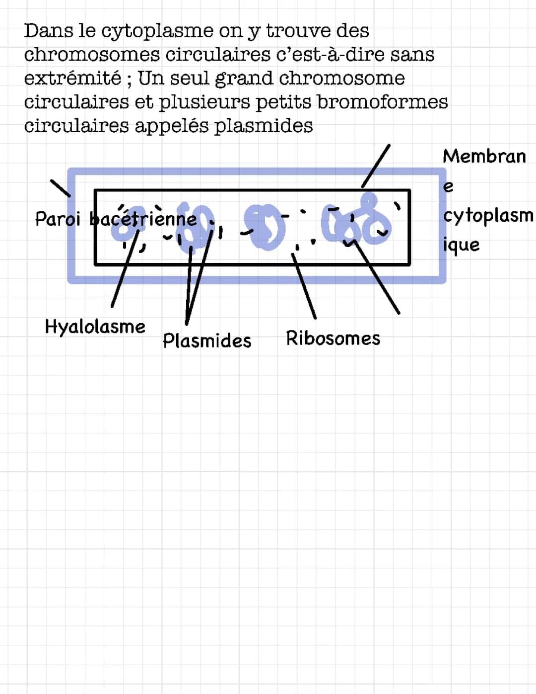 cellule procaryote 