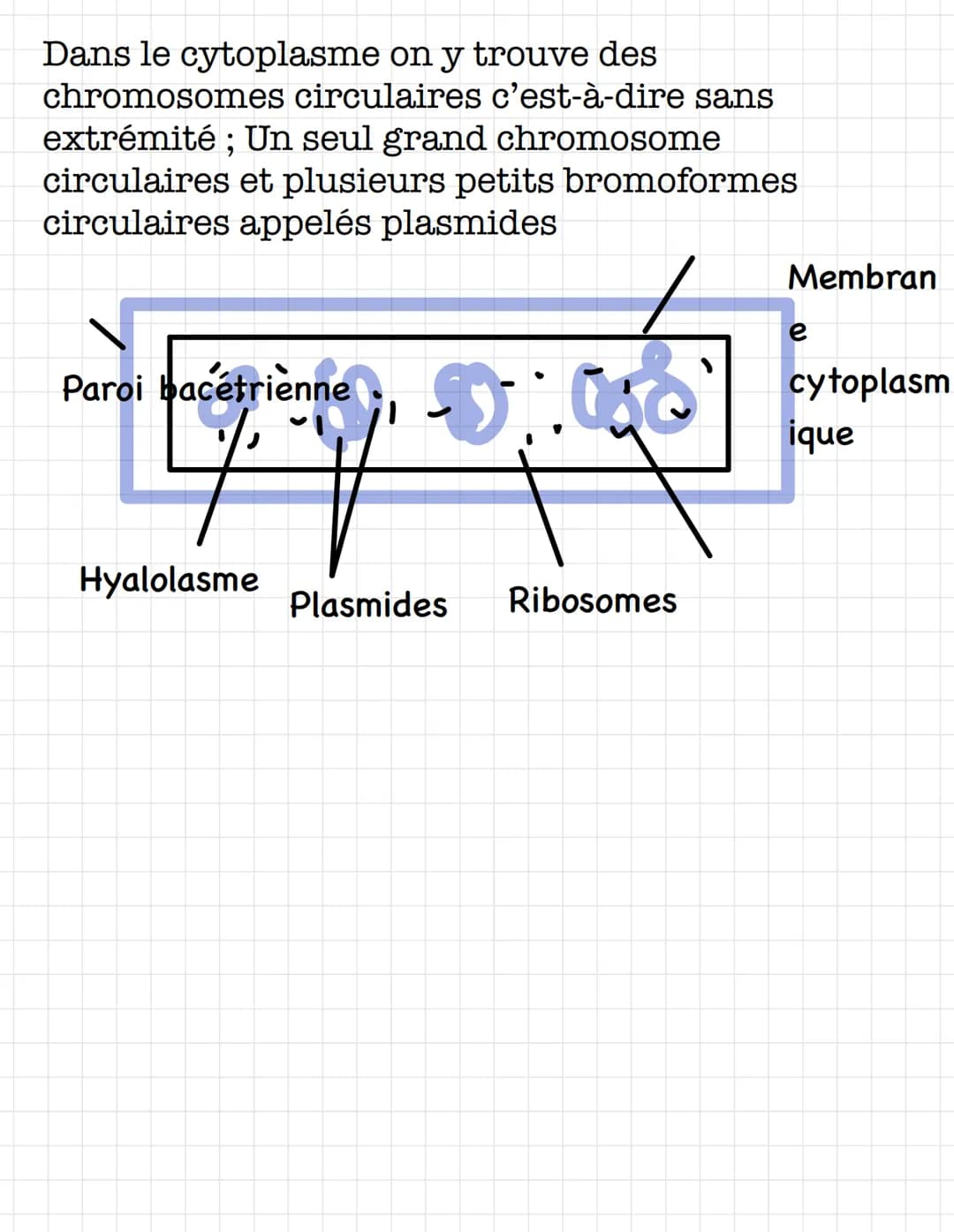 Cellule procaryotes
Les êtres vivants constitués de cellules procaryotes
sont les bactéries
Ordre grandeur : quelques micromètres
•Les bacté