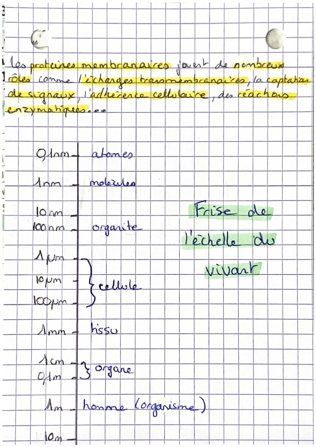 # Lacettile vivante

298-0
S. FI

*   tous les étres vivants sont constitue's de celle
*   Les cellules proviennent toute d'une autre
cellul