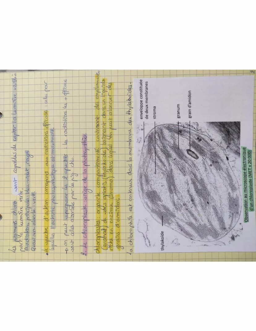 3.2. La
phose
chimique
• reduction du co₂ qui aboutit à l'assimilation proces, ine
de dioxyde de carbone + Pormation de molecule ogoniques
(