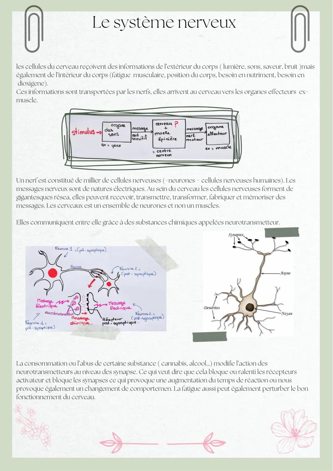 Cours sur le système nerveux central : schéma et définition simple