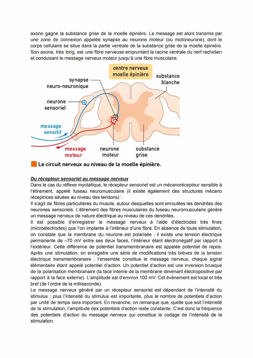1. Des mouvements réflexes
LES RÉFLEXES:
Beaucoup de comportements sont des réactions qui répondent à une stimulation : maintien
de l'équili