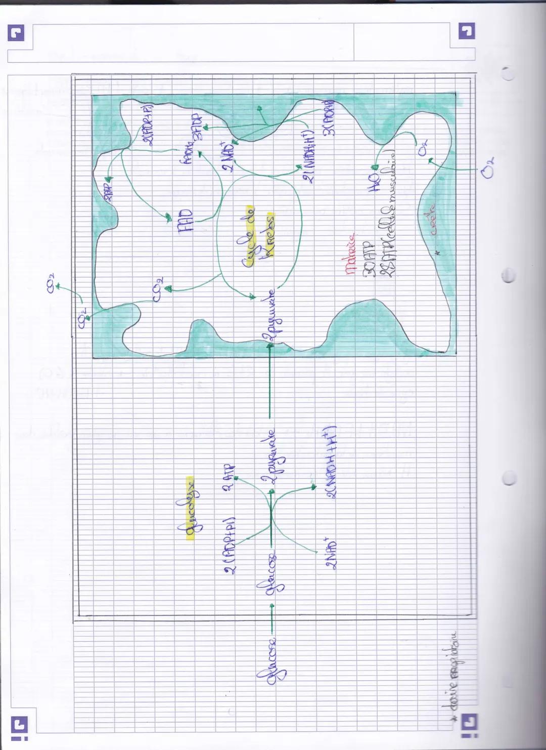 Di

002

RAP
2(HDPP)

ودی

A
geucolyse
2(ADPFPI) RATP

FAD

FACHE
BHOP

2 MAD

glucose glercorse

2 pyranke
pyruvate

Cycle de
Krebs

21 NIC