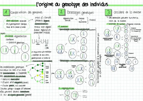 Know L'origine des genotypes des individus  thumbnail