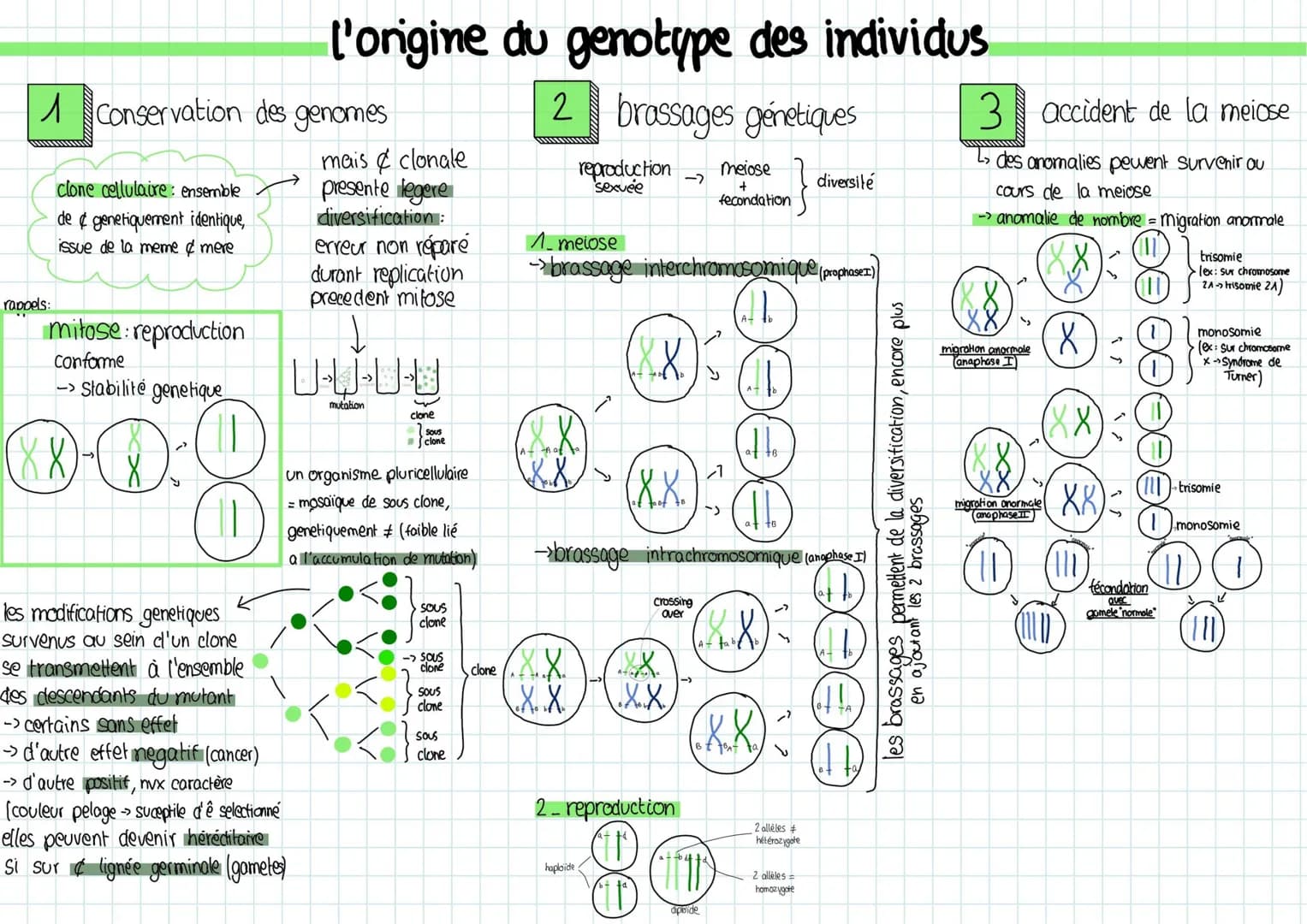 1 Conservation des genomes
rappels:
clone cellulaire ensemble
de & genetiquement identique,
issue de la meme & mere
mitose reproduction
conf