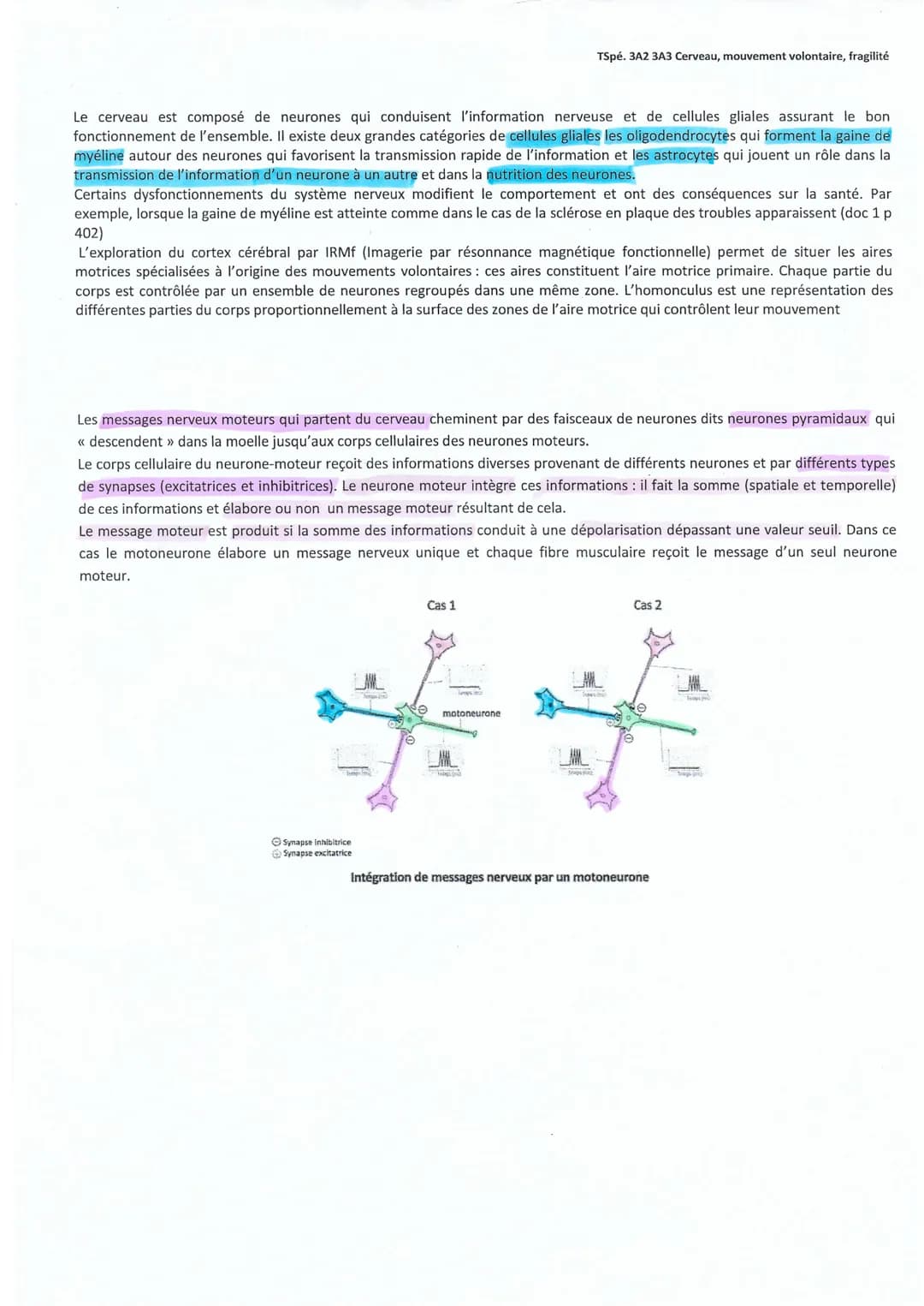 TSpé. 3A2 3A3 Cerveau, mouvement volontaire, fragilité
Le cerveau est composé de neurones qui conduisent l'information nerveuse et de cellul