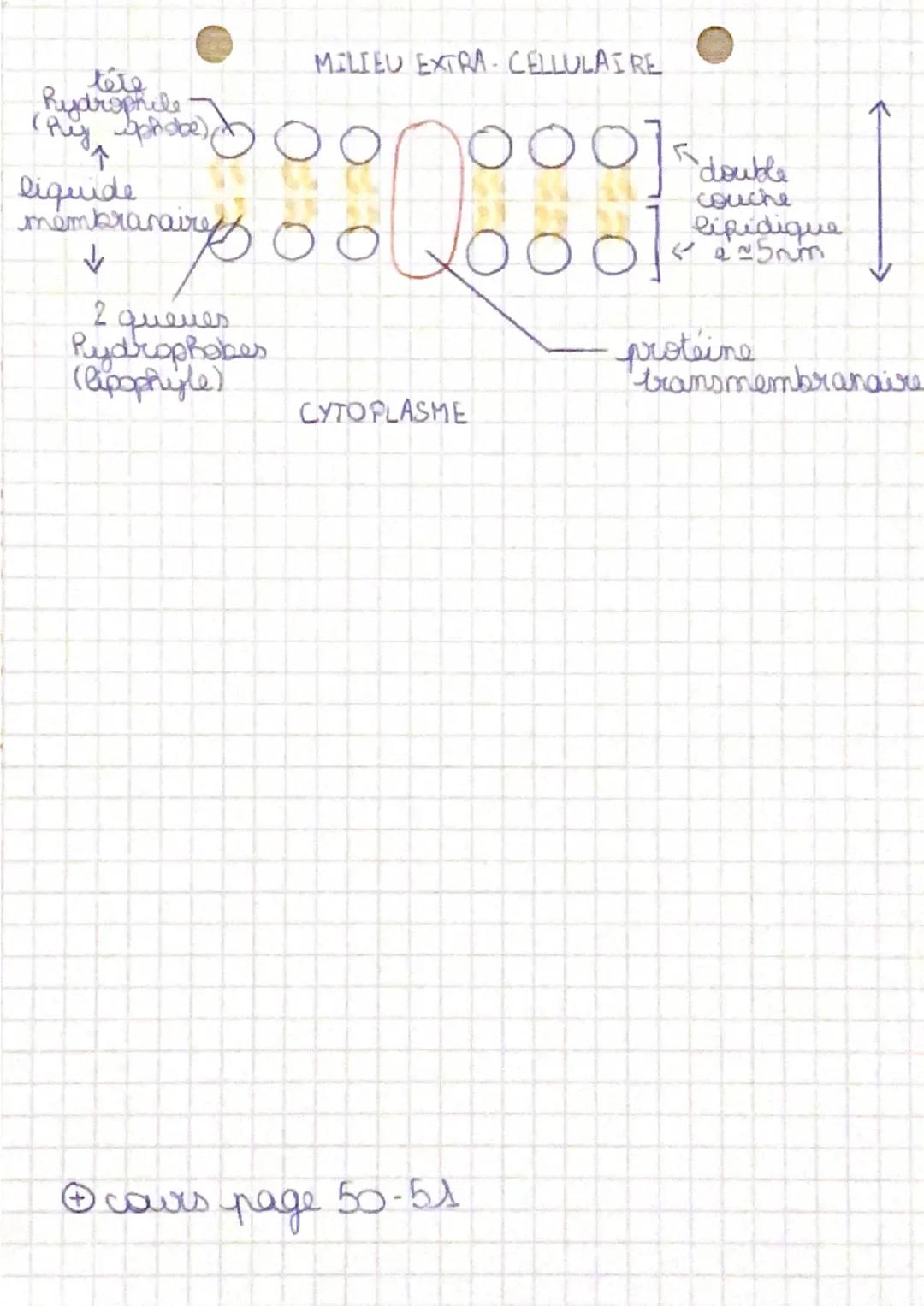 - O enseignement SVT
- suentifique

Chapitre A2: Une structure complexe, la cellule

I. la découverte des cellules

3 principes fondamentaue
