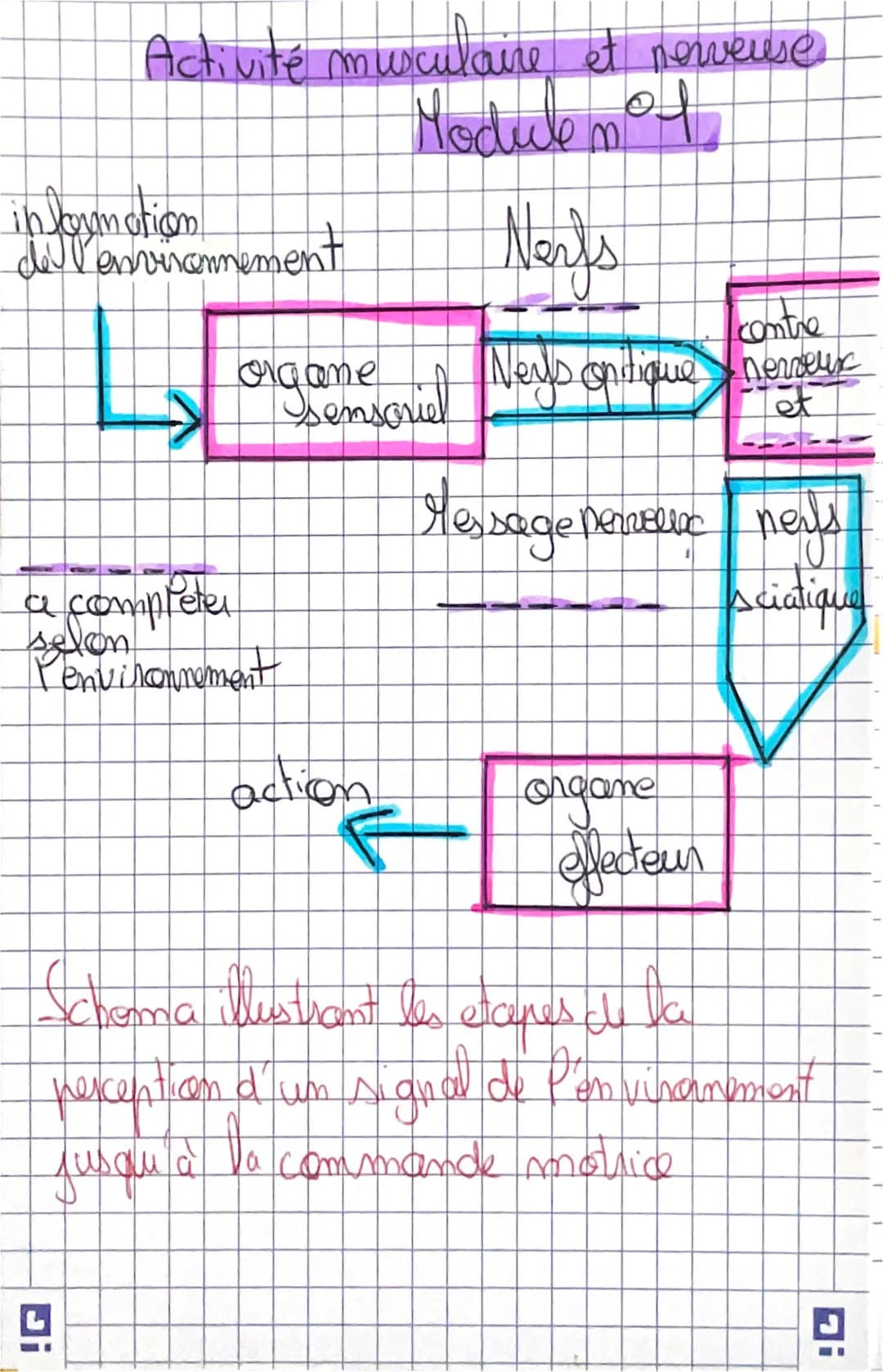 Activité musculaire et nerveuse
Module m
I
information.
de l'environnement
organscriel
a completel
selon
Penvironnement
4
action
Nerfs
contr