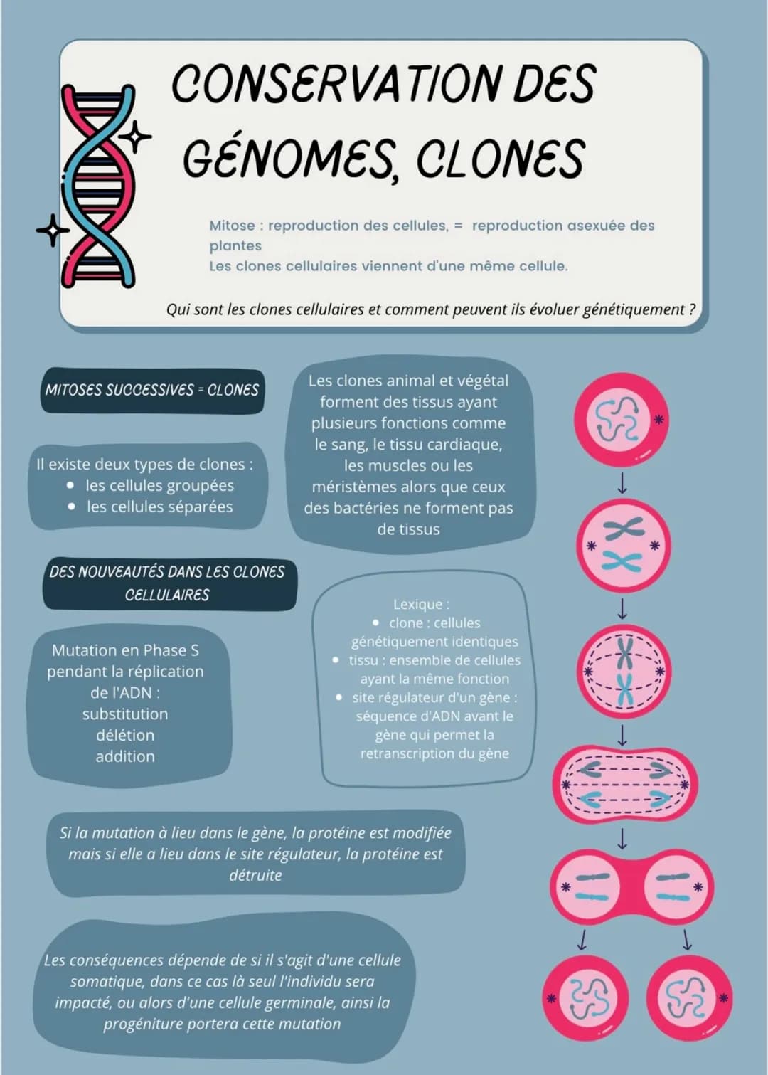 MD
CONSERVATION DES
GÉNOMES, CLONES
Mitose reproduction des cellules, = reproduction asexuée des
plantes
Les clones cellulaires viennent d'u