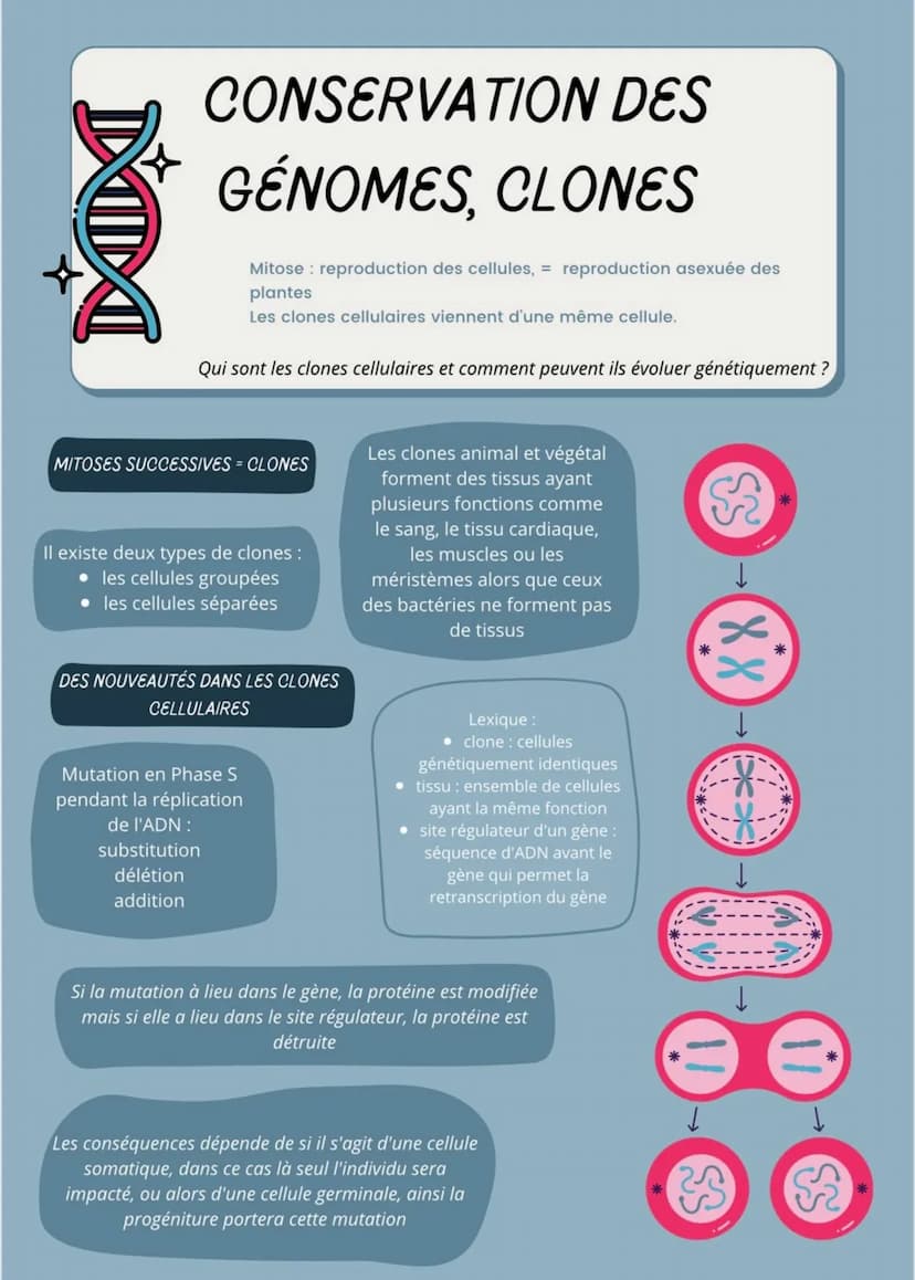 MD
CONSERVATION DES
GÉNOMES, CLONES
Mitose reproduction des cellules, = reproduction asexuée des
plantes
Les clones cellulaires viennent d'u