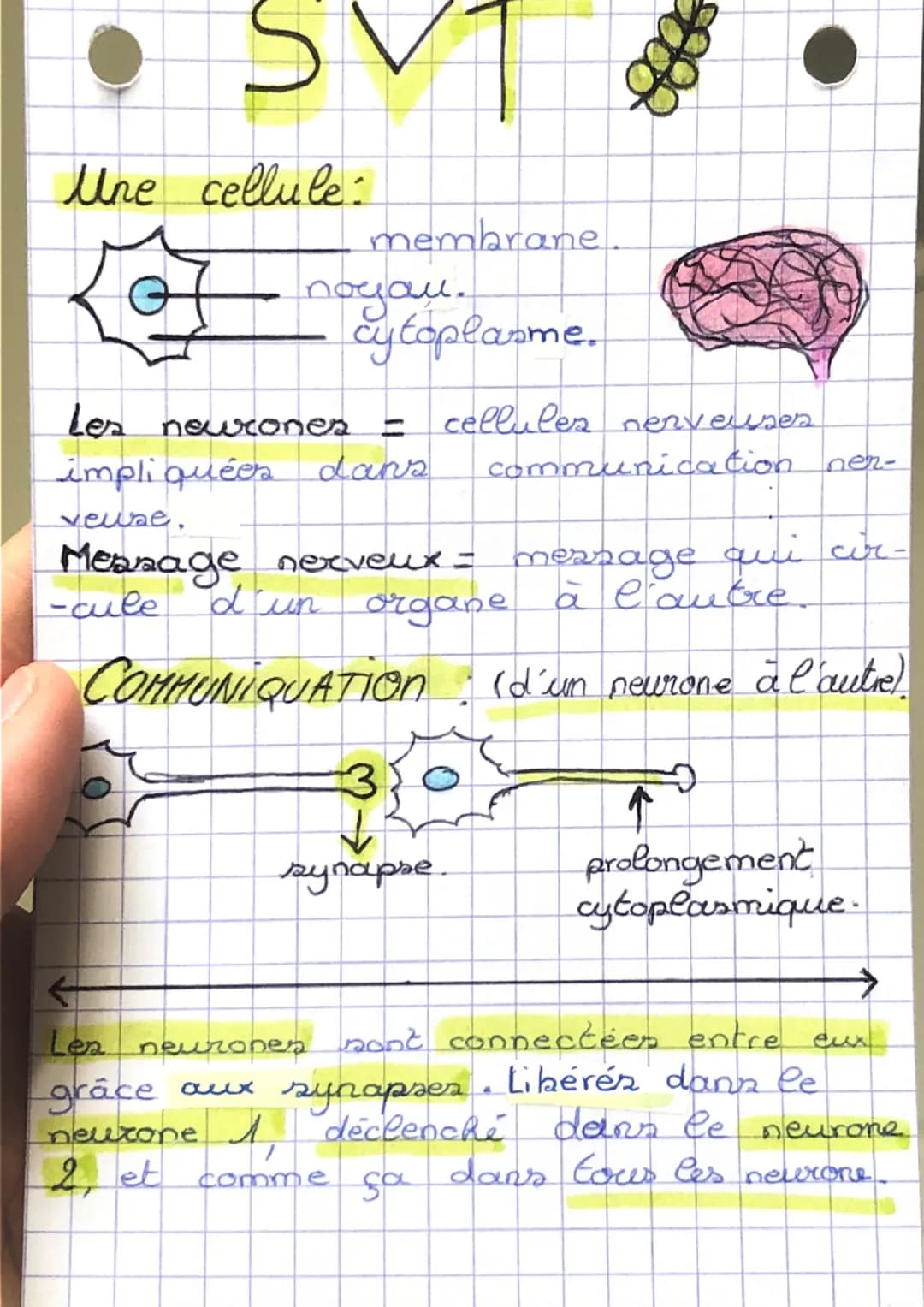 SVT
Une cellule:
G
membrane.
подам.
cytoplasme.
002
Les neurones
impliquées dans
veuse.
Message nerveux = message qui cir-
d'un organe à l'a