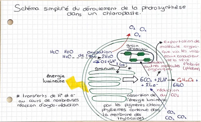 Thème 2
Chap t
La plante productrice
de matière organique.
T
Les parties aériennes de la plante sont
les lieux de production de matière arga