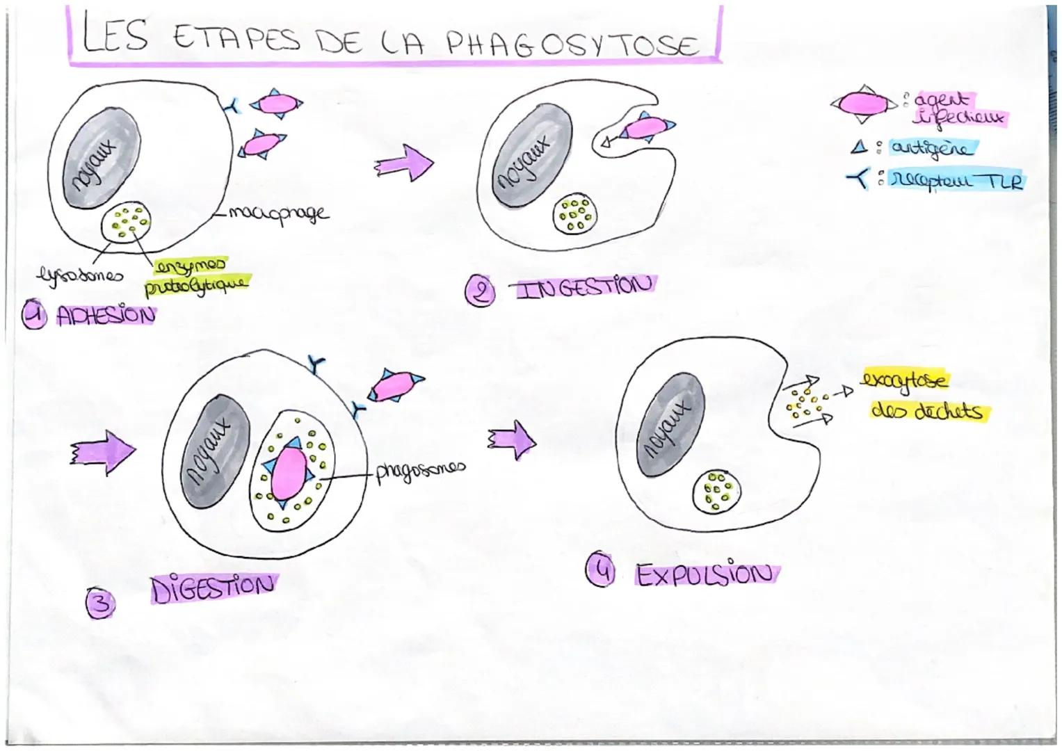 # LES ETAPES DE CA PHAGOSYTOSE

noyaux

lysosones

enzymes
protrolytique

ADHESION

noyaux

maciophage

2 INGESTION

этобои

③ DIGESTION

ph