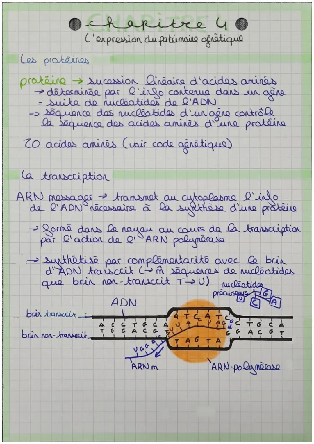 L'expression du patrimoine génétique expliqué simplement