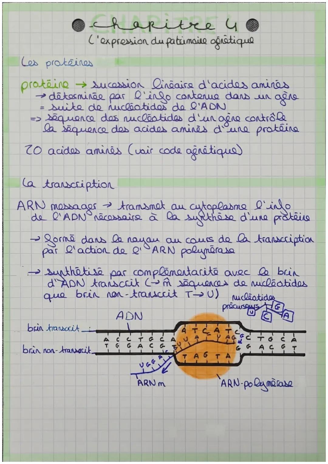chapitre u
C'expression du patrimoire génétique
Les protéines
proteine → sucession linéaire d'acides aminés
→ déterminée par l'info contenue