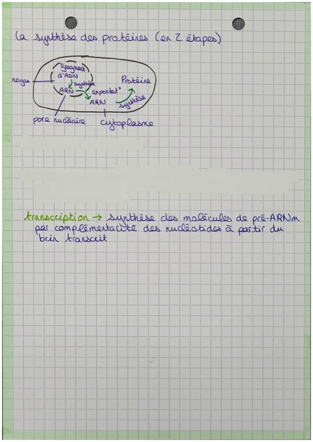 chapitre u
C'expression du patrimoire génétique
Les protéines
proteine → sucession linéaire d'acides aminés
→ déterminée par l'info contenue