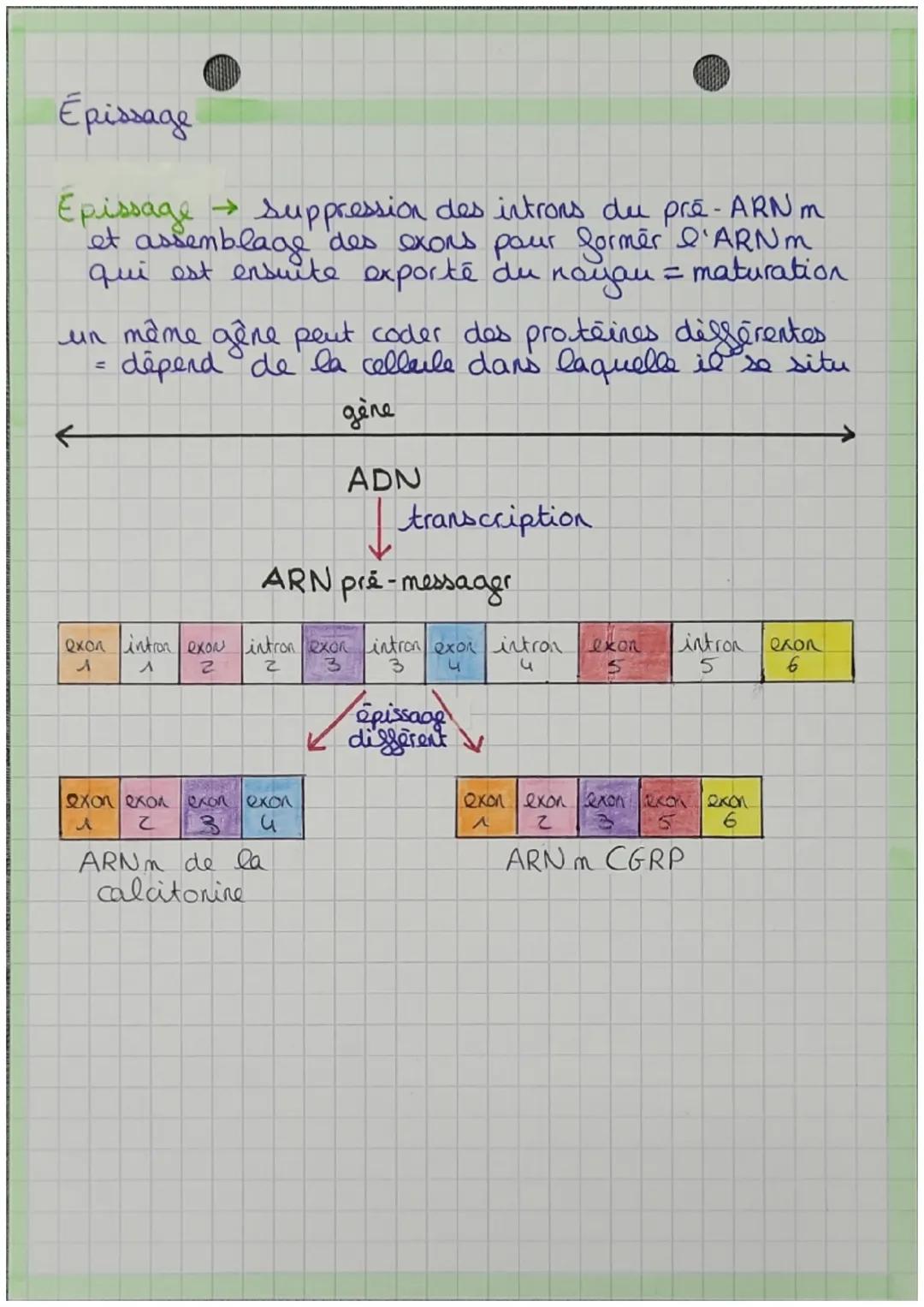 chapitre u
C'expression du patrimoire génétique
Les protéines
proteine → sucession linéaire d'acides aminés
→ déterminée par l'info contenue